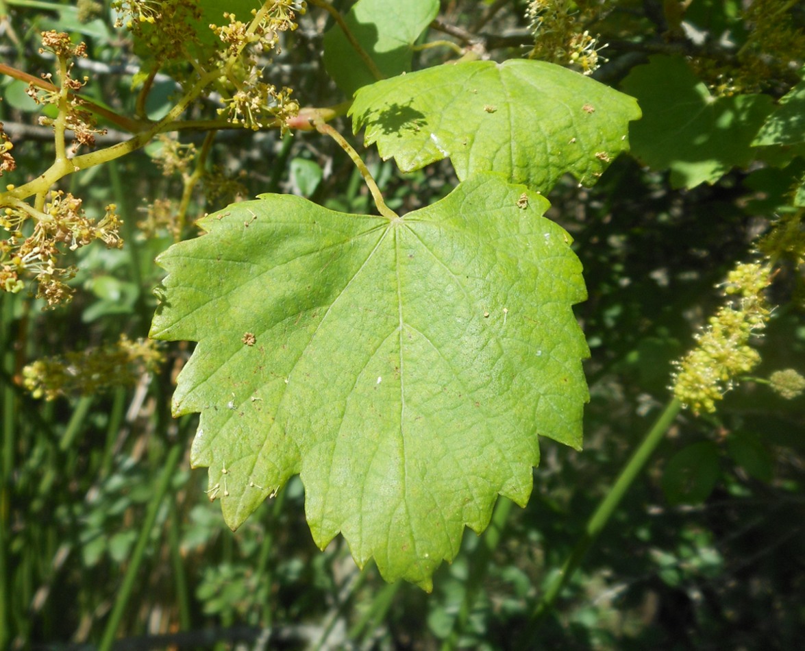 Vitis vinifera subsp. sylvestris / Vite comune (Vitales - Vitaceae)